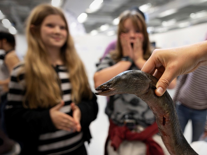 Two young people watching an eel