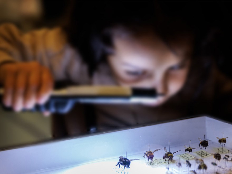 Ett barn tittar på humlor med förstoringsglas.