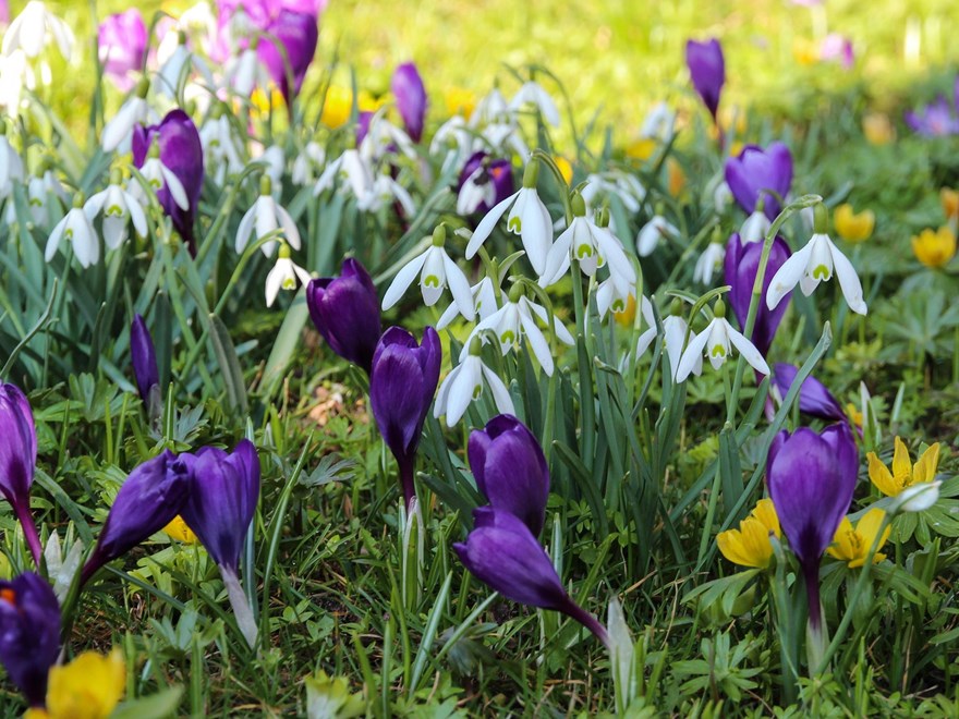 Vårblommor. Foto: Pixabay