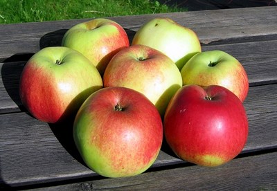 Sju rödgröna äpplen på ett träbord. Foto.