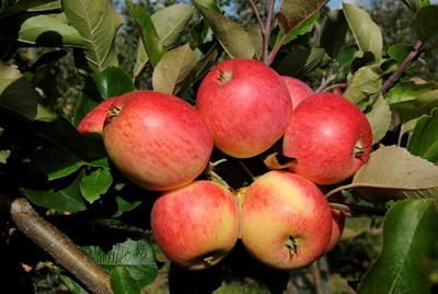 Närbild på åtta röda äpplen i ett äppelträd en solig dag. Foto.
