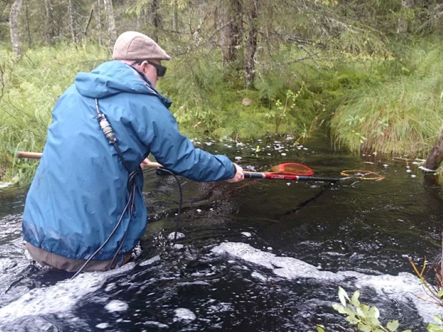 Electric fishing in a stream. On catching the operator can use the El-reg app to register data about the catch, the location and the environment. Photo: Magnus Kokkin, SLU