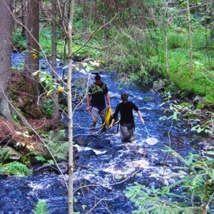 Electrical fishing in stream. Photo: Lars Ohlson