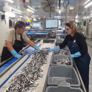 Sortering av fisk på band i fisklab på Svea. Foto: Mikael Ovegård, SLU