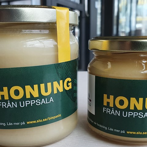 honungsburk
