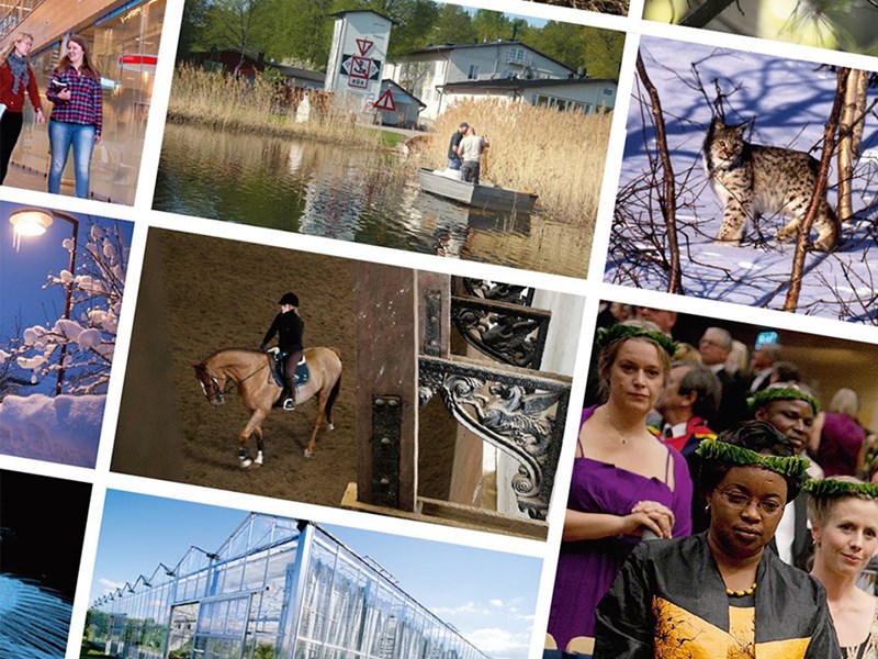 Collage of pictures of different activities within SLU.