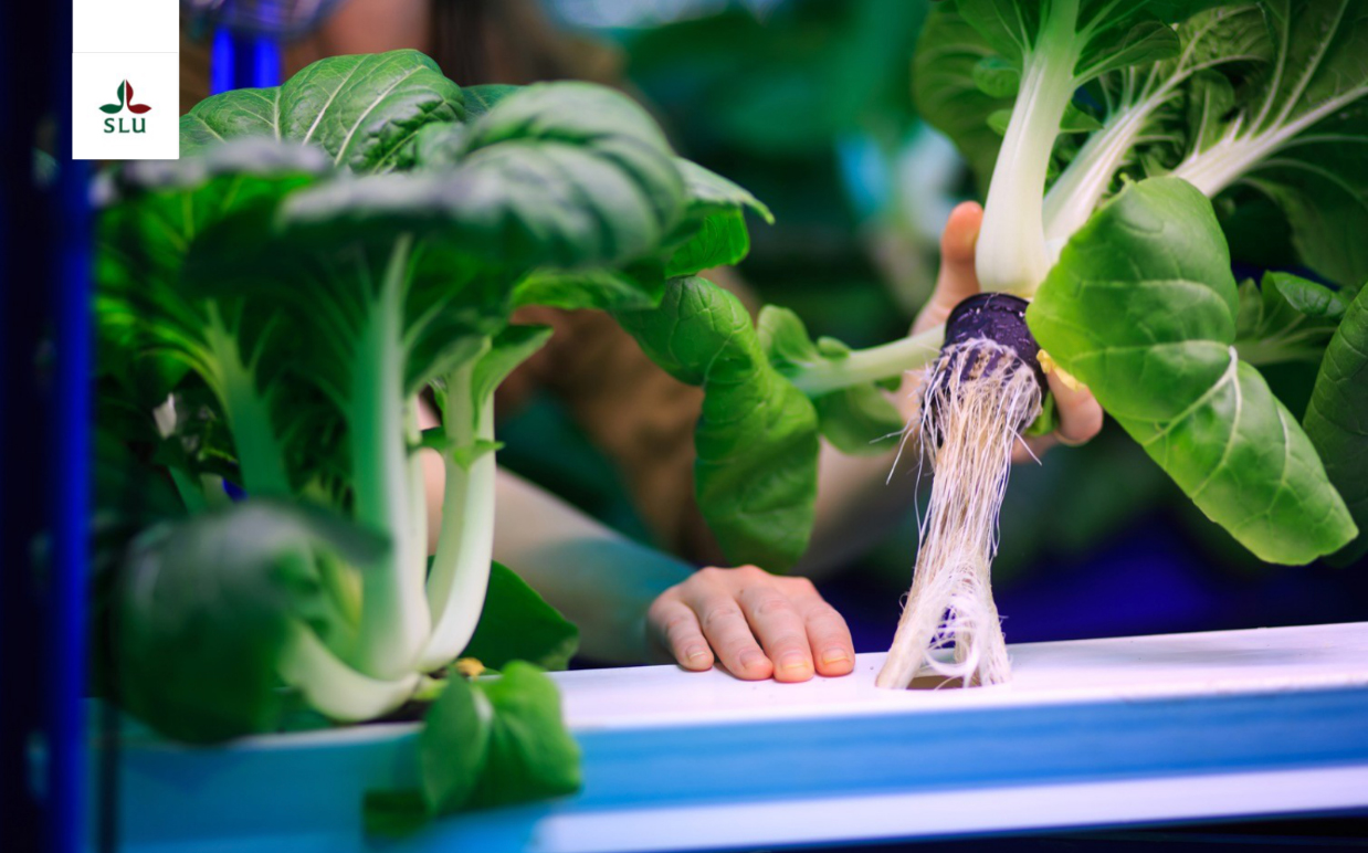 Picture shows hands harvesting pakchoi in a green house setting.