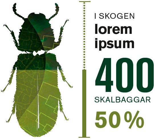 The picture shows a beetle half filled with green colour. Next to the beetle there is a dummy text with a few numbers in it.