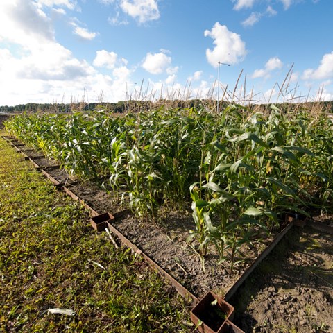 Field trail maize