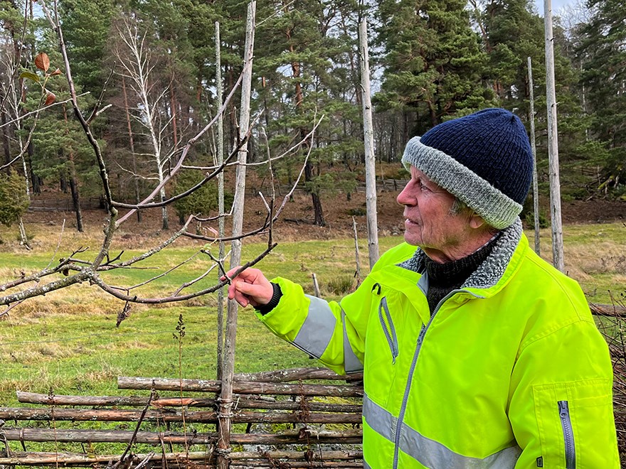 Man tittar på en trädgren