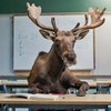 Älg som sitter vid skolbänk i ett klassrum. AI-genererad bild.