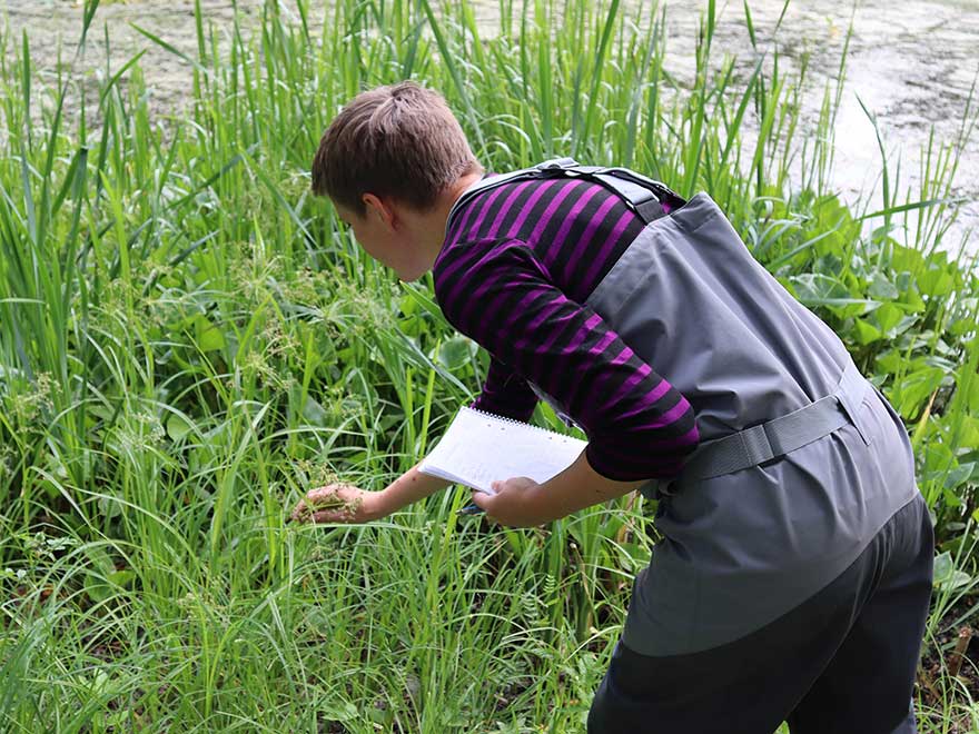 Employees look for aquatic animals at the pond at Ultuna, photo.