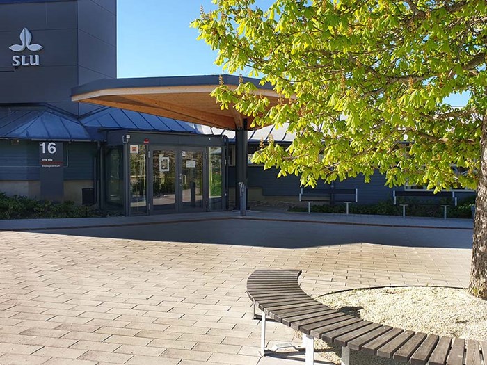 Ingång till SLU-byggnaden Ekologicentrum med en modern bänk i förgrunden, ett träd till höger och en klarblå himmel ovanför. Byggnadens arkitektur visar en blandning av glas och trämaterial på en solig dag.