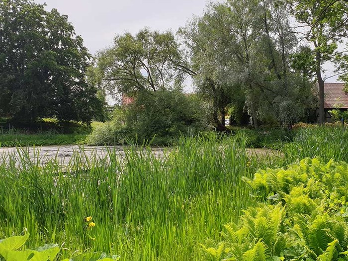 Den lilla dammen i Kunskapsträdgården på Ultuna, foto.