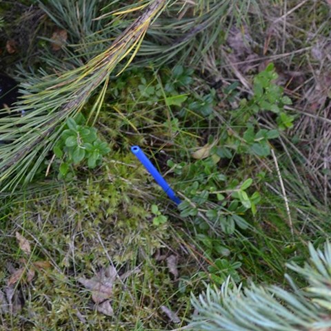 Den blå pinnen markerar centrum för en av riksskogstaxeringens små provytor, på vilka småträd och vegetation inventeras. 