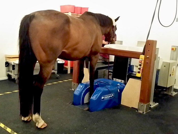 En häst står och får nedre delen av benet röntgat, foto.