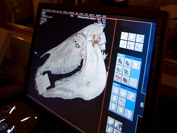 En röntgenbild av ett hästhuvud på en datorskärm, foto.