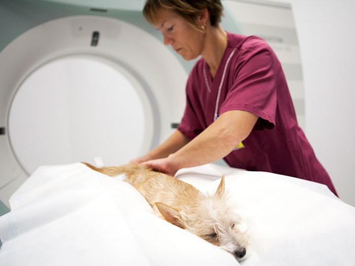 En hund röntgas i en datortomograf, foto.