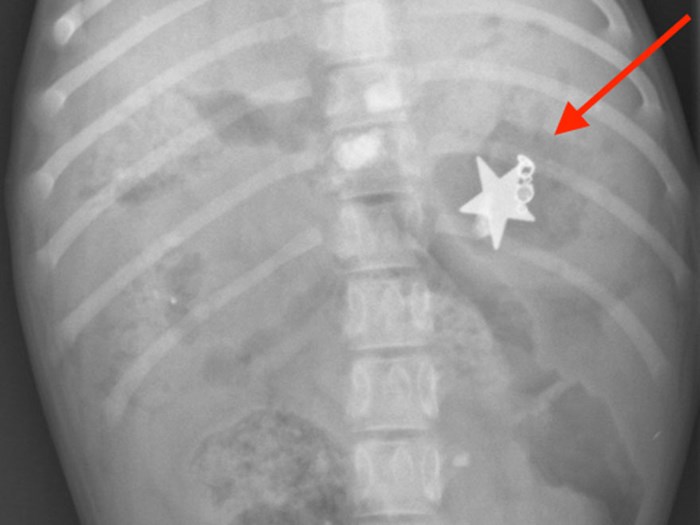 Röntgenbild på en hunds mage där det ligger ett smycke, foto.