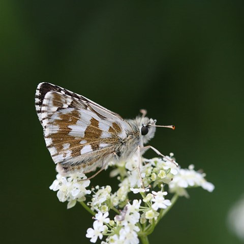 Kattunvisslare, Pyrgus alveus. Foto: Ulf Gärdenfors, SLU.