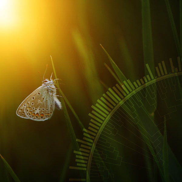 Omslag Miljötrender 2018. Foto: Balazs Kovacs/iStock och fotocollage Jenny Svennås-Gillner, SLU.