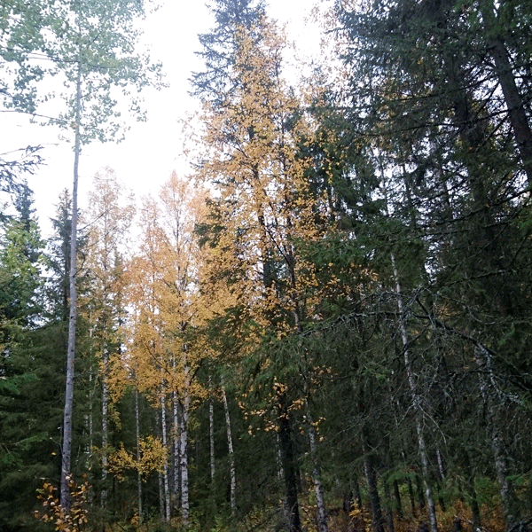 Blandskog. Foto: Emma Holmström, SLU