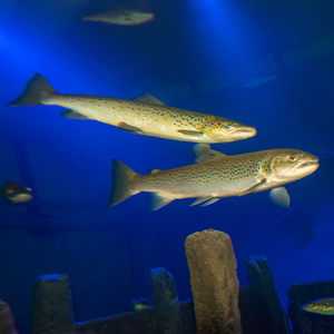 Några av invånarna i rovfiskakvariet. Foto: Mark Harris för SLU.