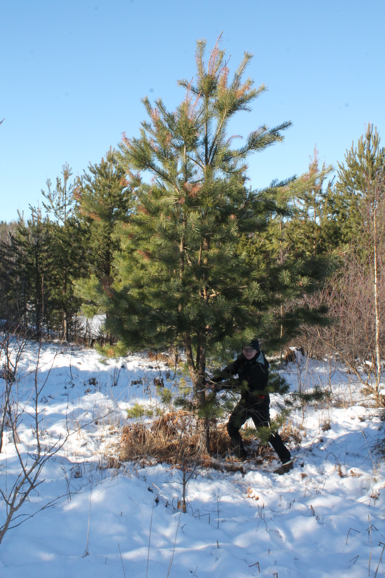 New pathogen particularly aggressive on thirsty, fast growing pines ...