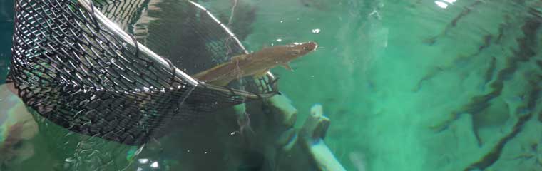 Torsk/Cod. Foto/Photo: Copyright Mikael Malm