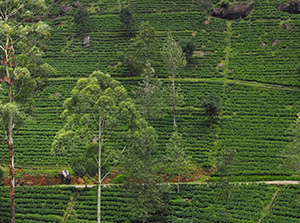 Odlingslandskap på Sri Lanka. Foto.