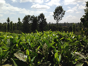 Fields with crops in Kenya. Photo.