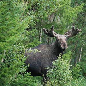 Älgtjur i blandskog med lövträd