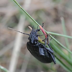 Foto på åkersvartlöpare 