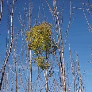 En ask som är relativt resistent mot askskottsjuka, omgiven av askar som dött av sjukdomen.