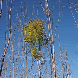 En ask som är relativt resistent mot askskottsjuka, omgiven av askar som dött av sjukdomen.