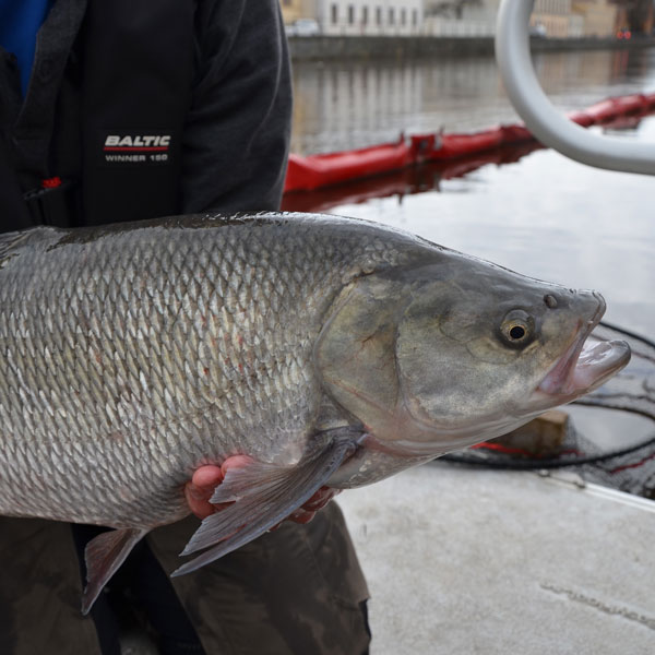 Asp, Leuciscus aspius. Foto.