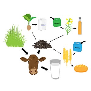 Illustration av restprodukter som kan användas som kraftfoder till mjölkkor