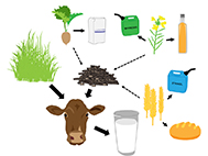 Illustration av restprodukter som kan användas som kraftfoder till mjölkkor