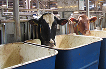 Foto av kor vid ensilage-tråg i ett utfodringsförsök