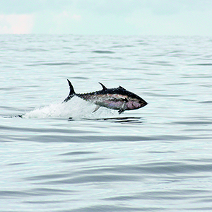 Foto på blåfenad tonfisk
