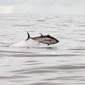 Foto på blåfenad tonfisk
