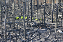 Foto på spirande växter i bränd skog
