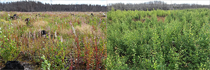 Foton på vegetation 2016 och 2019