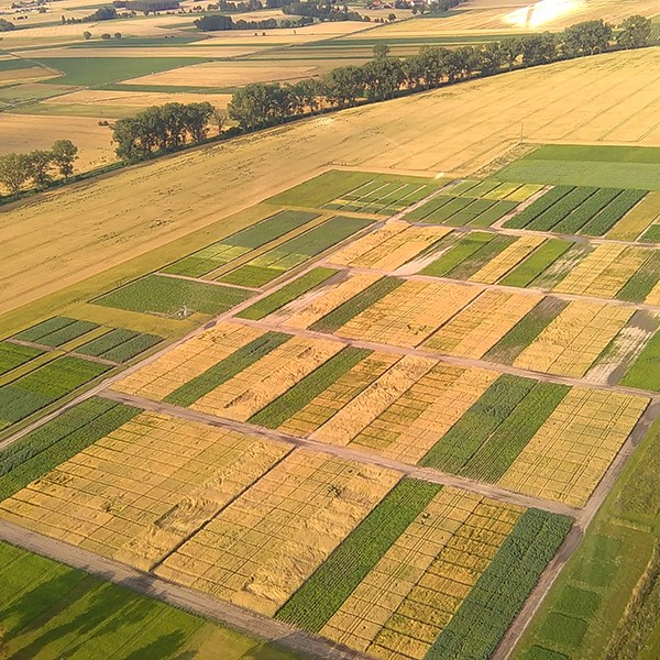 Crop rotation: a promising way to improve food security under a ...