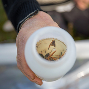 Plasburk med infångade insekter