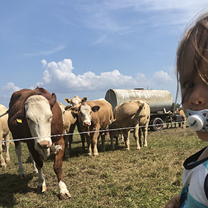 Betande nörkreatur med ett barn i förgrunden.