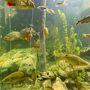 Fisk i akvarie på BSSC Skansen.