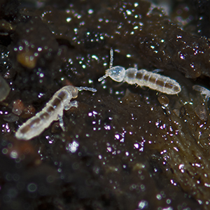 Hoppstjärten Folsomia candida