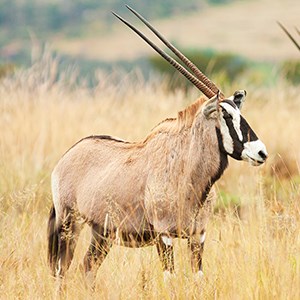 Photo of gemsbok