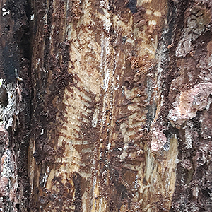 Foto på granbarkborreskador